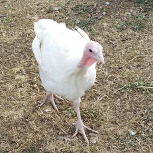 Female White Turkey